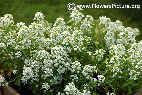 Lobularia maritima sweet alyssum