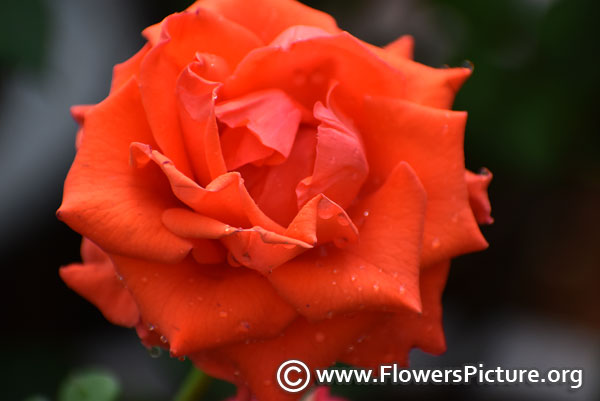 orange rose