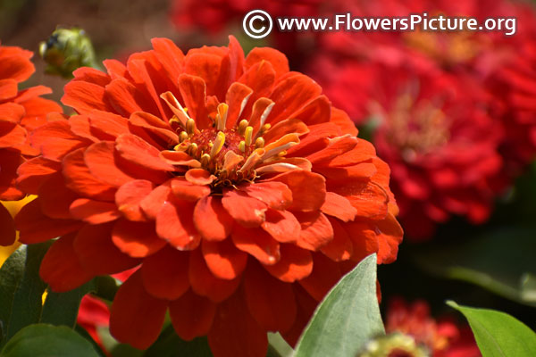 Orange zinnia