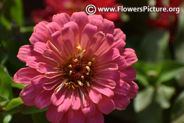 Peach pink zinnia elegans double flower