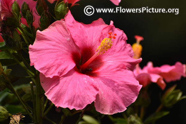 Pink hibiscus