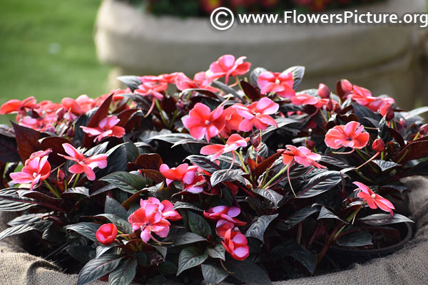 Pink impatiens hawkeri