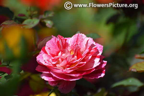 Pink red striped rose