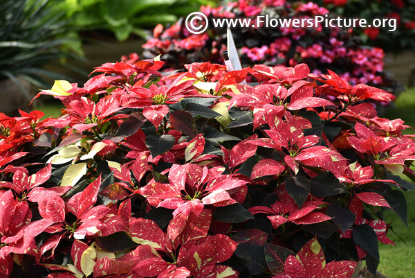 Poinsettia euphorbia pulcherrima red glitter