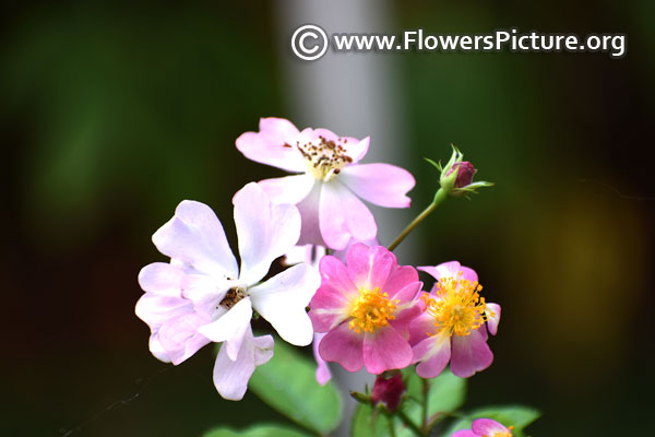 Pookah polyantha rose