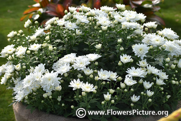 Pot chrysanthemum