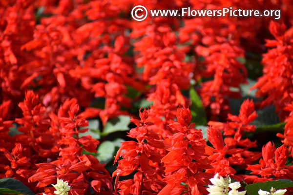 Red salvia