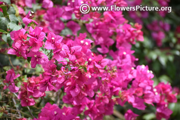 Rose bougainvillea