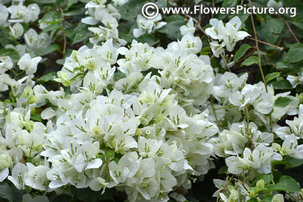 White bougainvillea