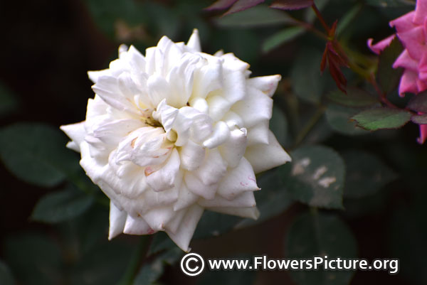 White miniature rose