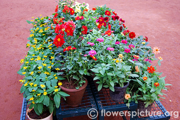 Butter daisy-Dahlia-Zinnia in pots
