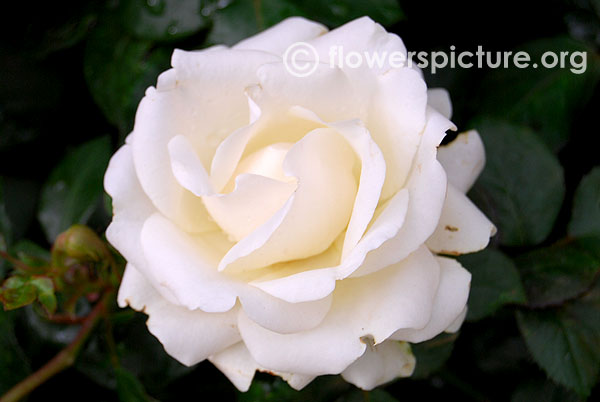 White rose