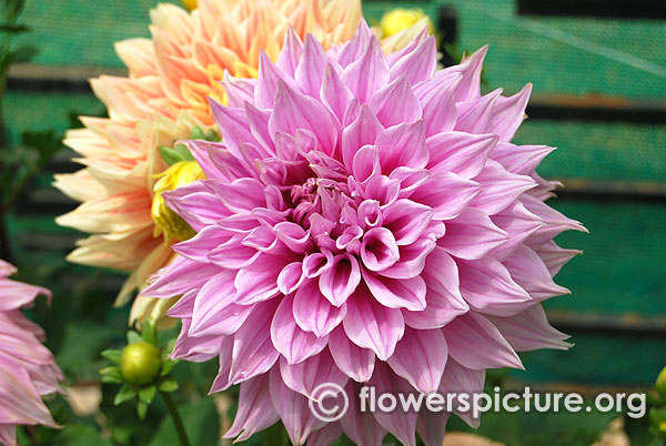 Vera seyfang dahlia
