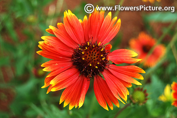 Gaillardia aristata-blanketflower 2017
