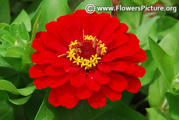 Red dwarf zinnia