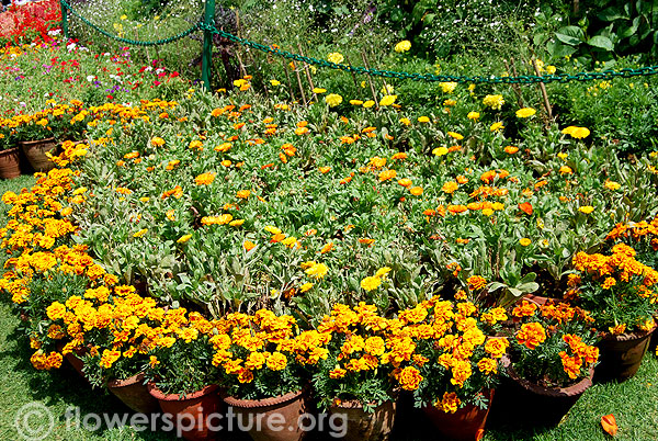 Calendula &French marigold pots display-Ooty flower show 2014