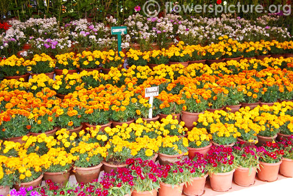 Candytuft & French marigold varieties display