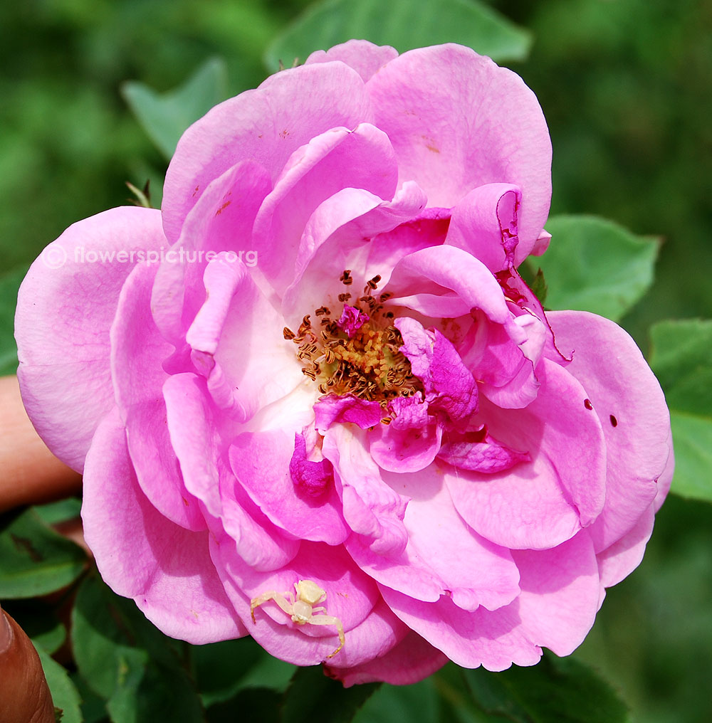 Nathalie nypels rose