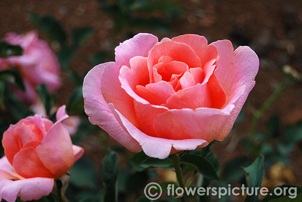 Apricot pink rose