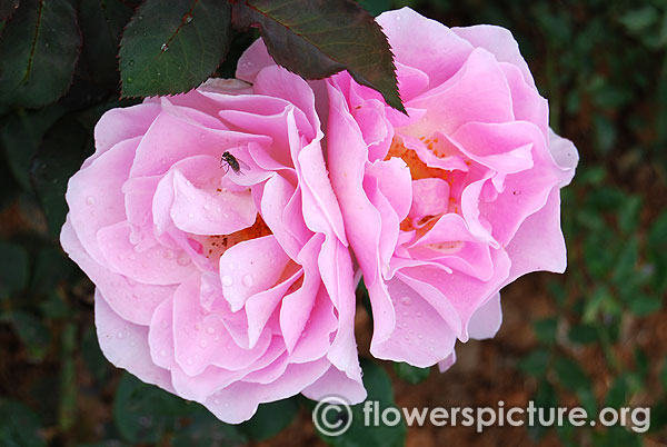 Conrad ferdinand meyer rose