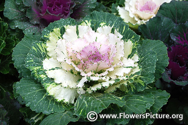 ornamental kale