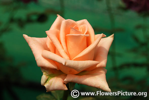 Scentsation hybrid tea rose
