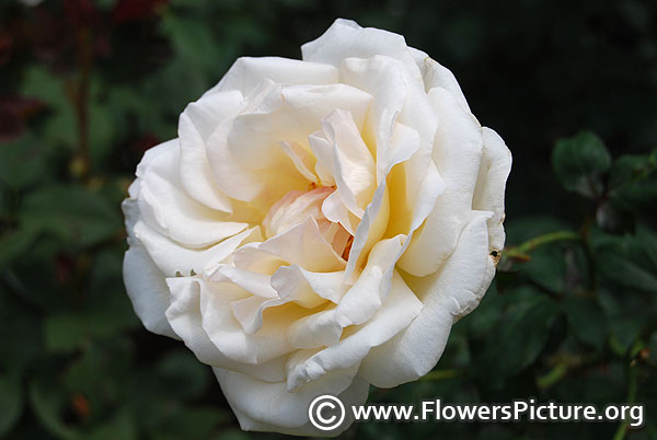 white rose-ooty rose garden