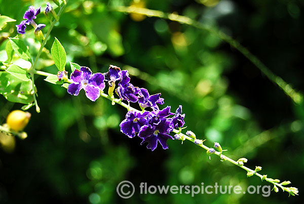 Duranta erecta