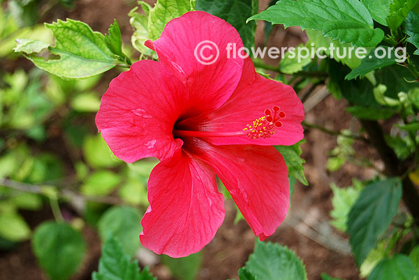 Hibiscus grandiflorus