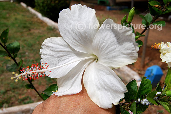 White hibiscus