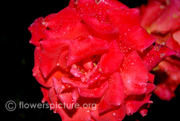 Agatha christie rose