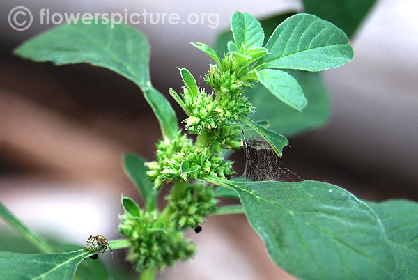 Amaranthus blitoides