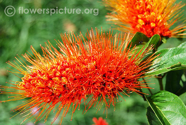 Bicolor monkey brush vine