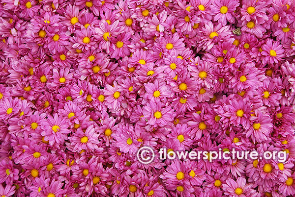 Chrysanthemum Pink Group