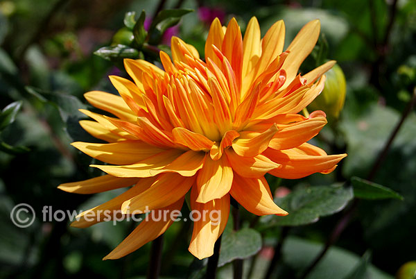 Neon splendor dahlia