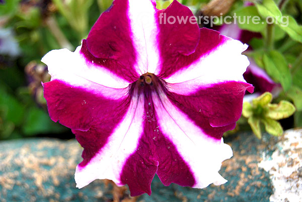Petunia ultra crimson star