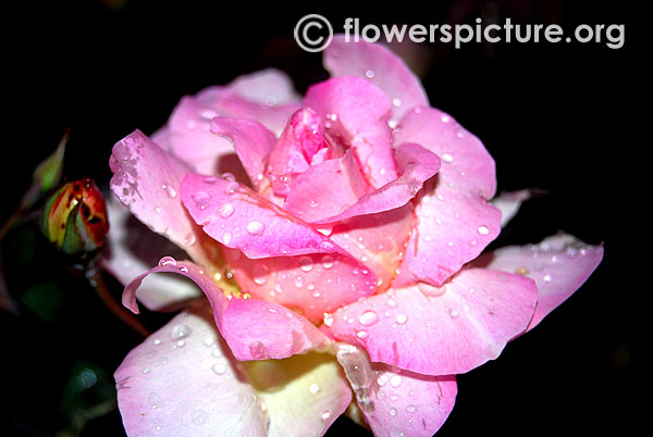 Rose honore de balzac